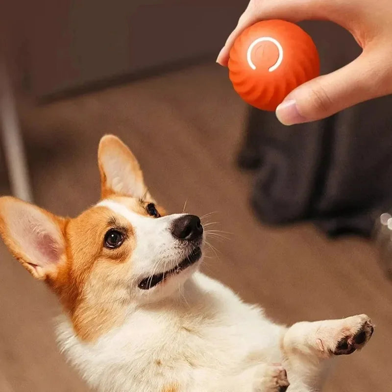 Balle Automatique pour Chien - Rechargeable USB